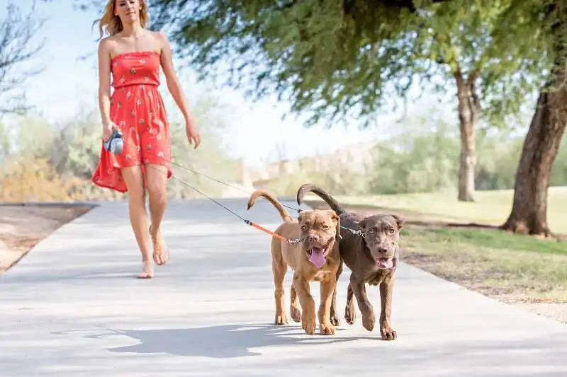 Auto Retractable Double-Ended Dog Leash 3m