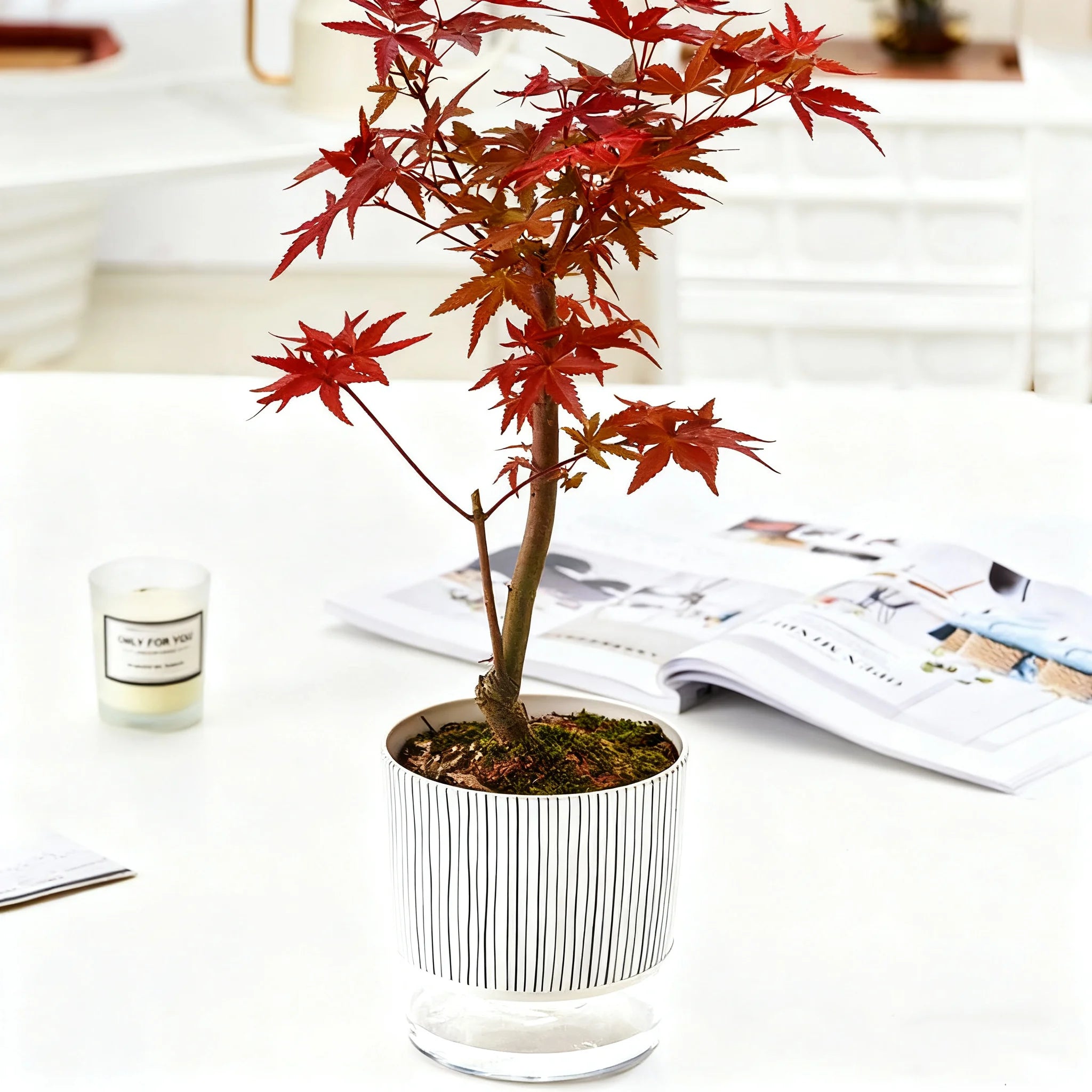 Self-watering Flower Pot